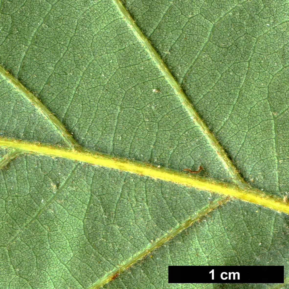 High resolution image: Family: Fagaceae - Genus: Quercus - Taxon: ×saulii - SpeciesSub:  'Atlas' (Q.alba × Q.montana)